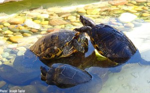 TURTLES!