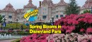Spring Blooms at Disneyland Paris SpringBlooms