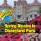 Spring Blooms at Disneyland Paris SpringBlooms