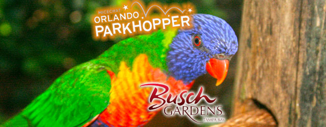 Catching Up With Busch Gardens Tampa