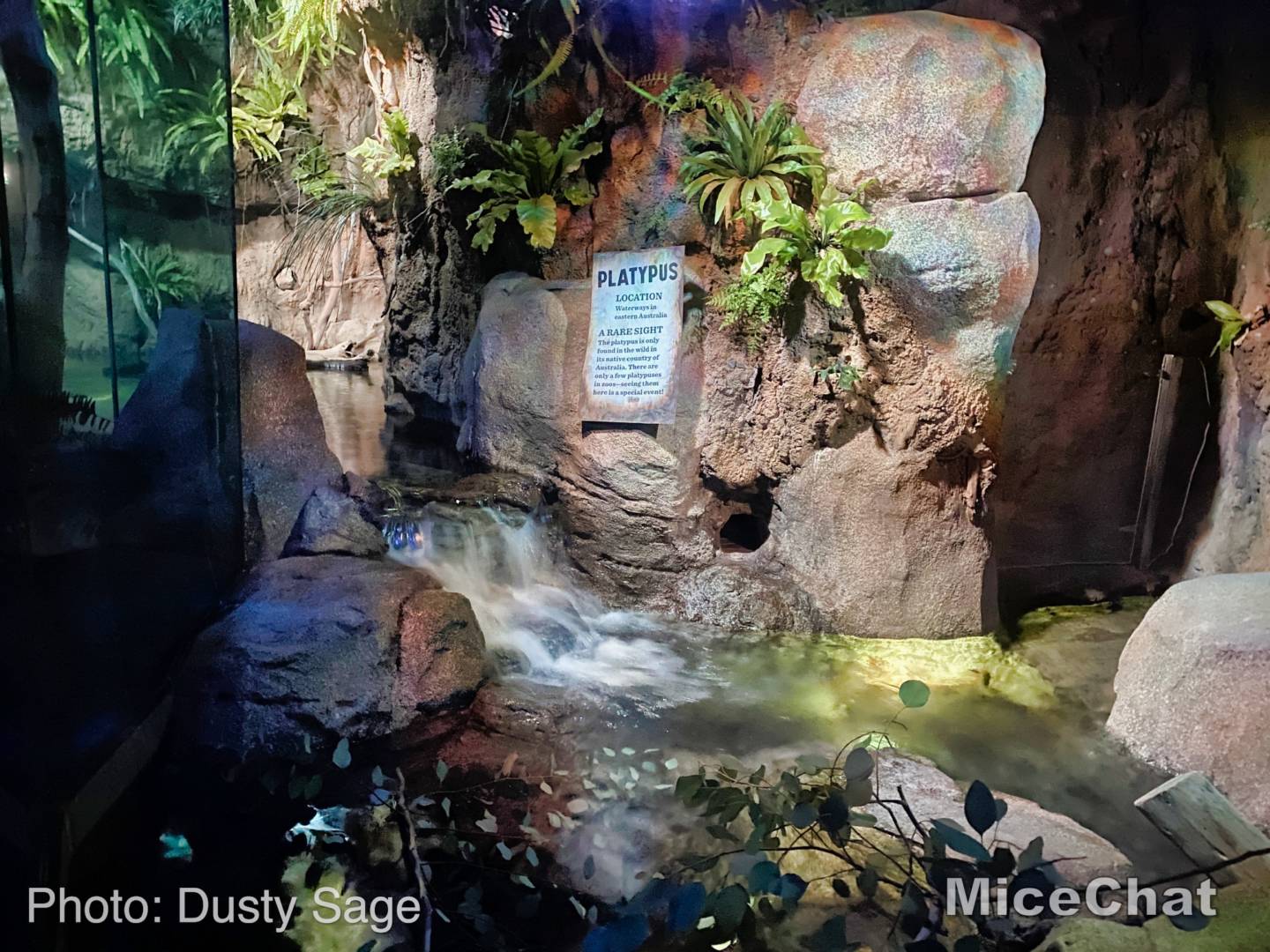 san diego zoo platypus baby