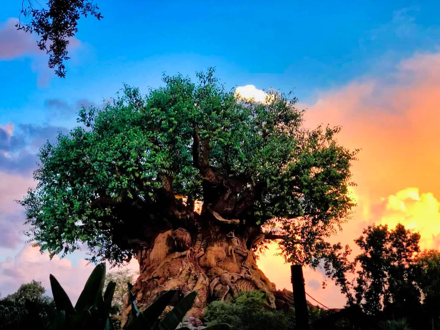 NEWS: Disney Hints 'Indiana Jones,' 'Encanto' Lands Coming to Disney's Animal  Kingdom