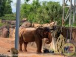 busch gardens tampa elephant